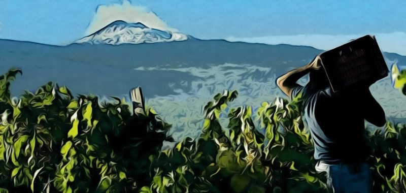 Esplora l'Etna: Jeep e Degustazione Vini